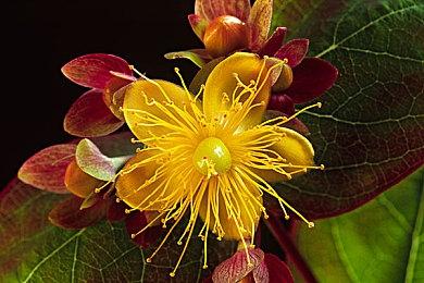 PS Plus会员经典阵容增加《生化危机》导演剪辑版